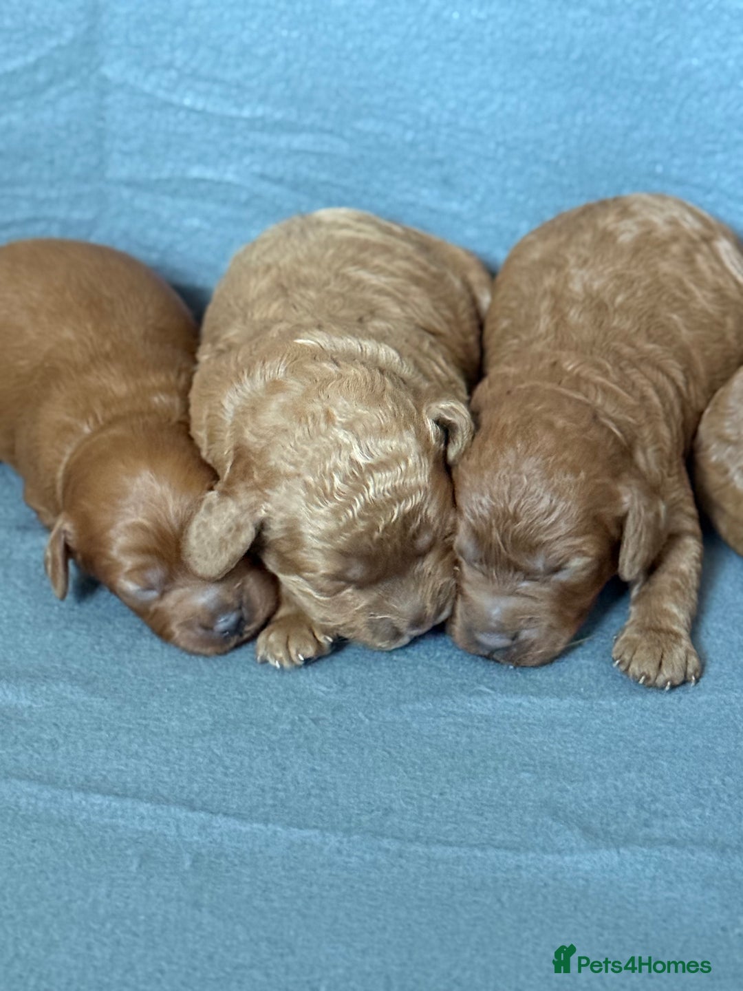 Cavapoo dogs for sale: 5 stunning cavapoo puppies  - Image 6