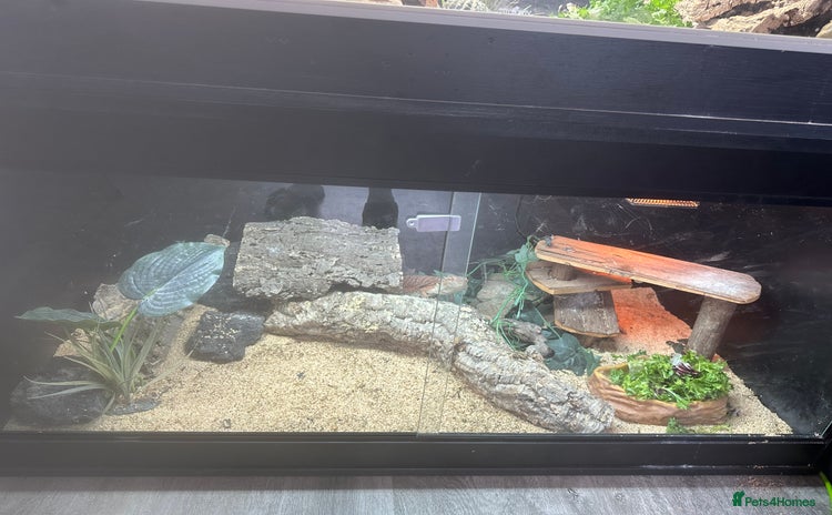 Bearded Dragon reptiles - Advert 5