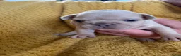 French Bulldog dogs for sale: Beautiful KC Reg French Bulldog Pups - Advert 8
