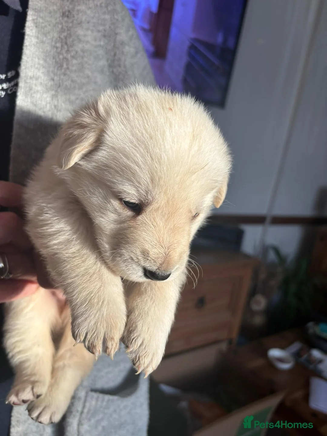 Sheprador dogs for sale: 10 Chunky Sheprador  in Llangadog - Advert 1