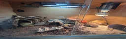 Leopard Gecko reptiles for sale: Leopard Gecko - Advert 9