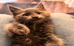 Maine Coon cats for sale: FINAL 3 REMAINING :TICA registered Mainecoons  - Image 9