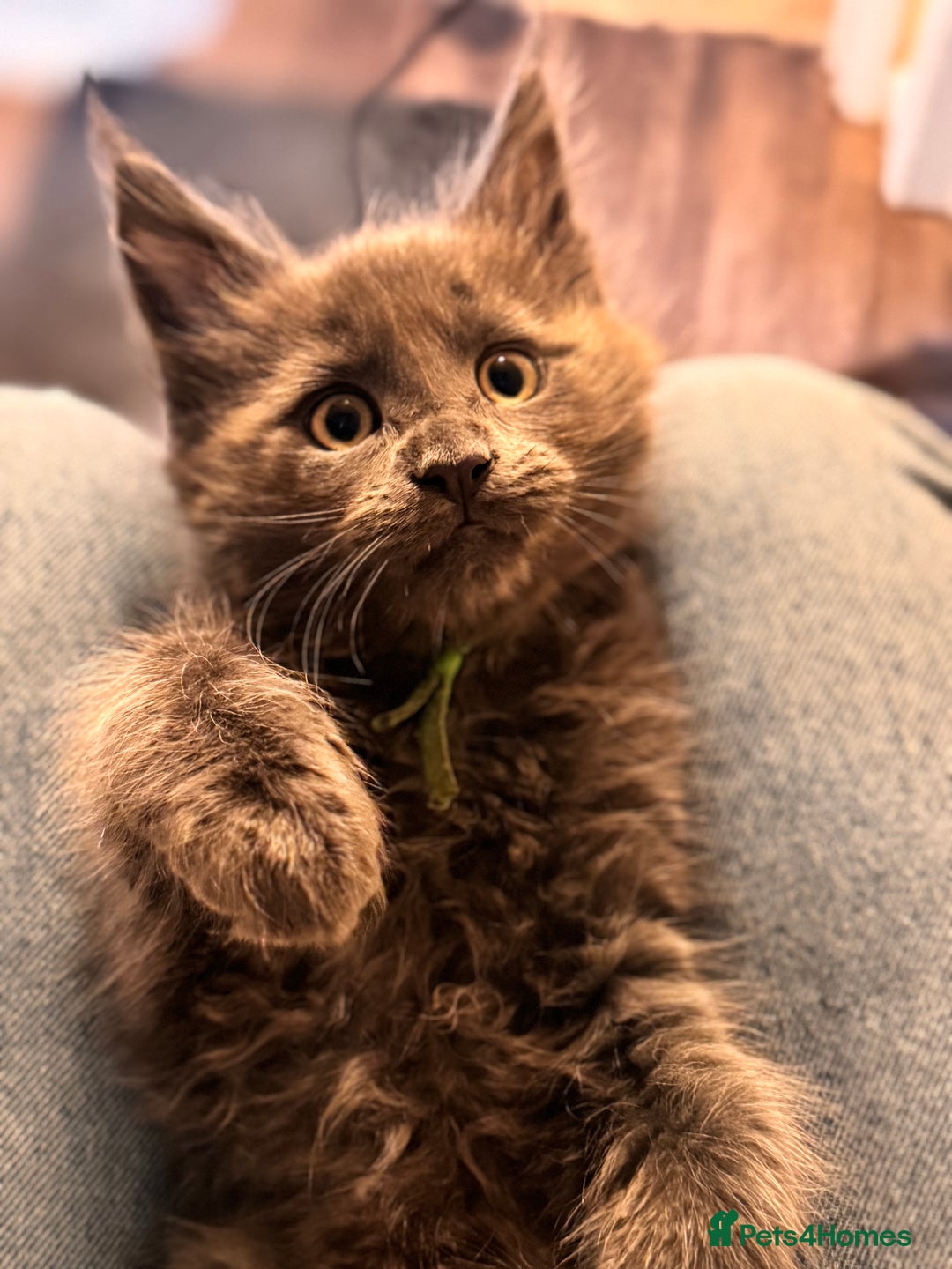 Maine Coon cats for sale: FINAL 3 REMAINING :TICA registered Mainecoons  - Image 9