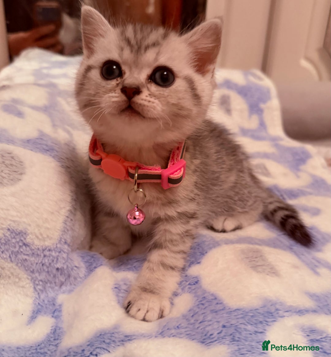 British Shorthair cats for sale: Beautiful British Tabby with Father Pedigree  - Advert 6