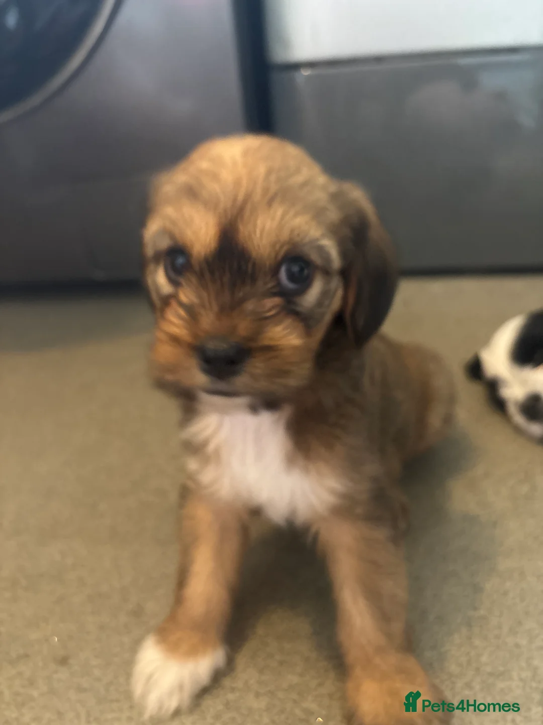 Mixed Breed dogs for sale: Poodle x begale  ** hih tzu x bichon frise in Brecon - Advert 2