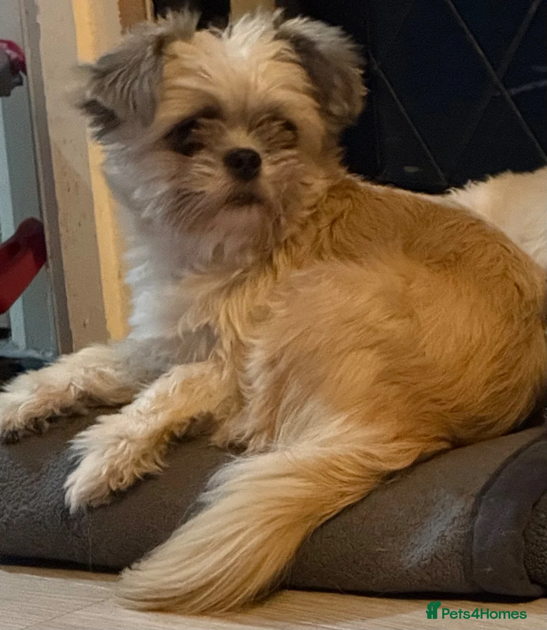 Mixed Breed dogs for sale: female dog  in Nuneaton - Advert 1