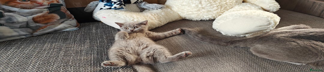 British Shorthair Kitten lilac girl 