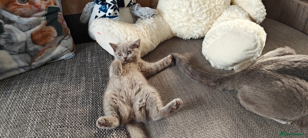 British Shorthair cats for sale: British shorthair blue / lilac kittens  - Image 30