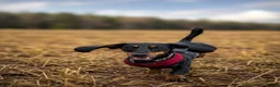 Dachshund dogs for stud: Dachshund for stud  - Advert 2