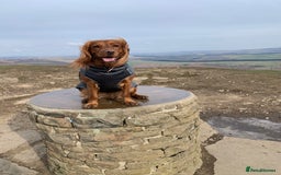 Cocker Spaniel dogs for sale: Gorgeous WCS pups - Image 10