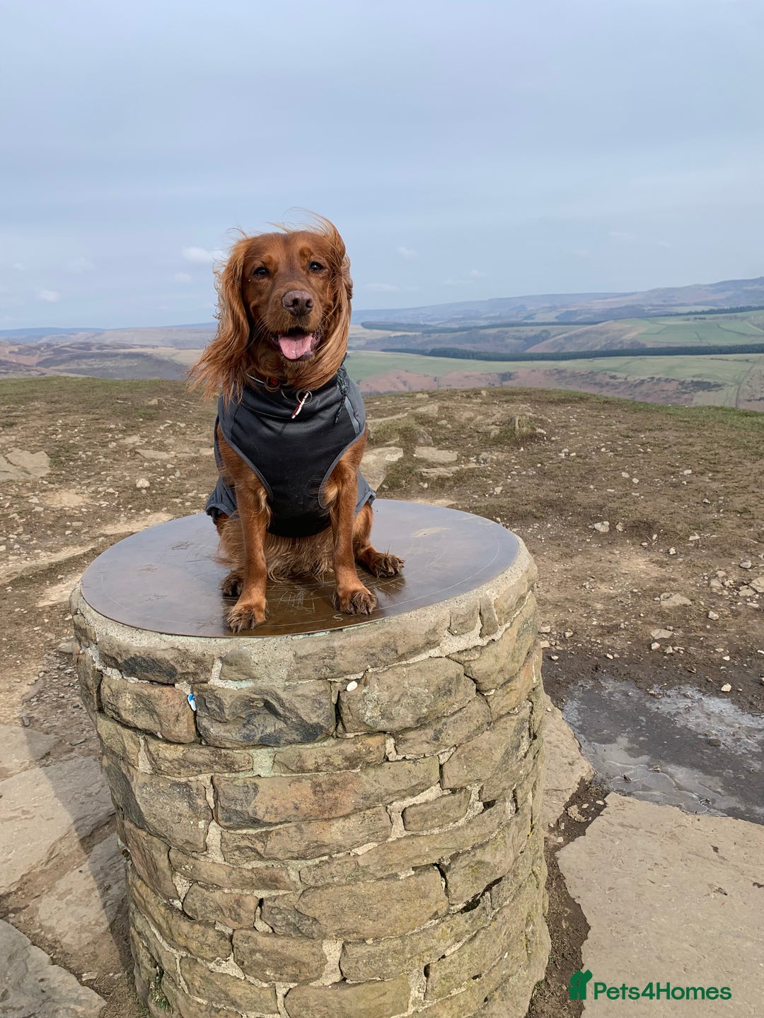 Cocker Spaniel dogs for sale: Gorgeous WCS pups - Image 10