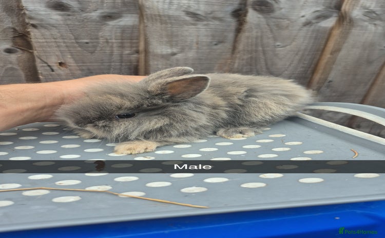 Lionhead rabbits - Advert 2