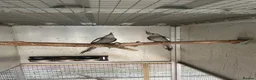Cockatiels birds for sale: 2026 Young ALBINO / PIED /GREY Cockatiels  - Advert 18