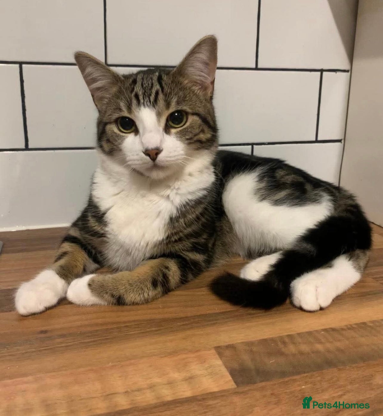 Mixed Breed cats 2 and 1/2 year old male cat for good home - Advert 17