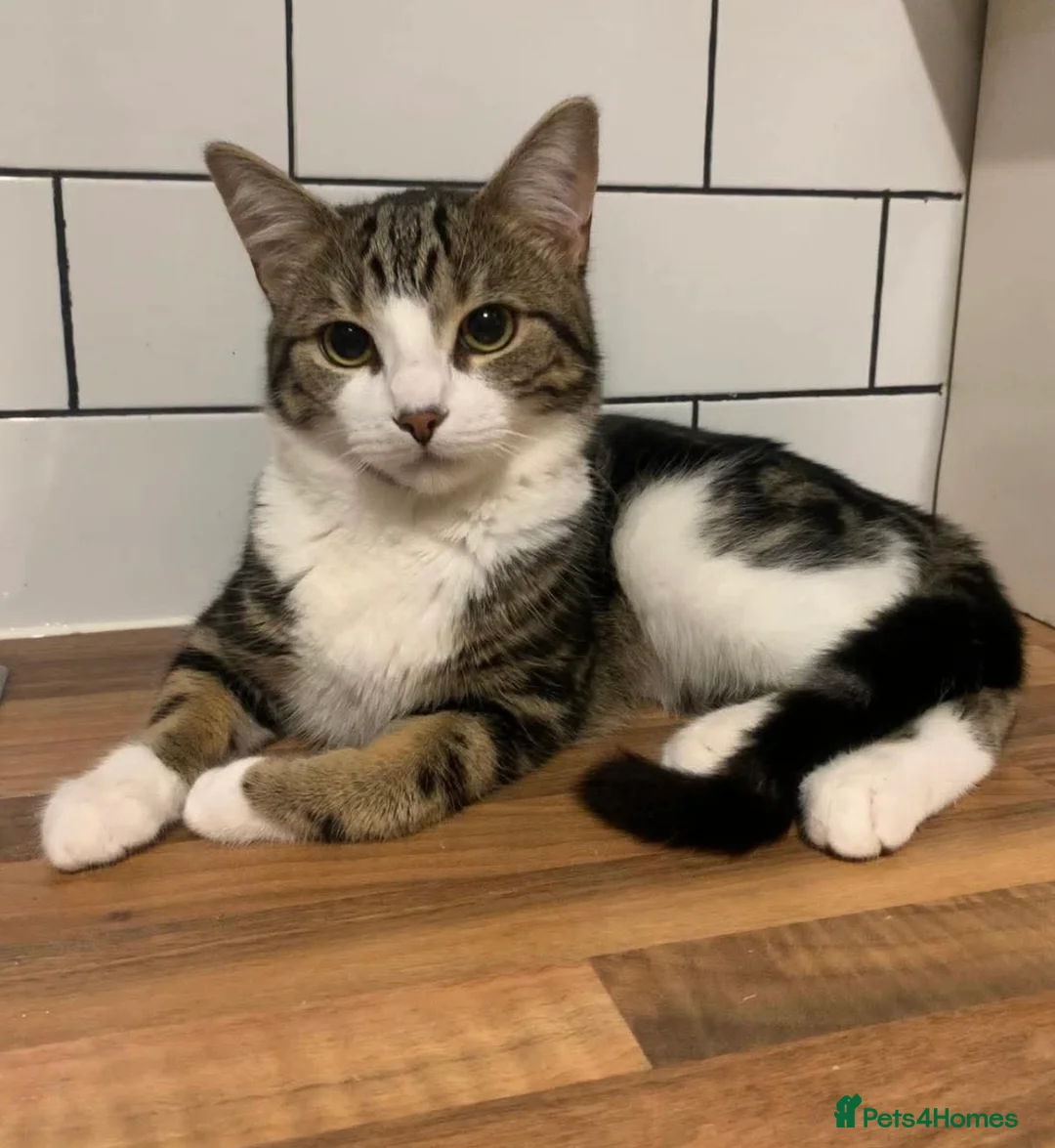 Mixed Breed cats for sale: 2 and 1/2 year old male cat for good home in Scunthorpe - Advert 1