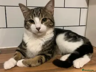 Mixed Breed cats 2 and 1/2 year old male cat for good home - Advert 3