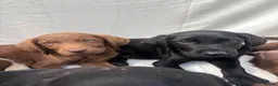 Labrador Retriever dogs for sale: Gorgeous Labrador puppies  - Advert 17