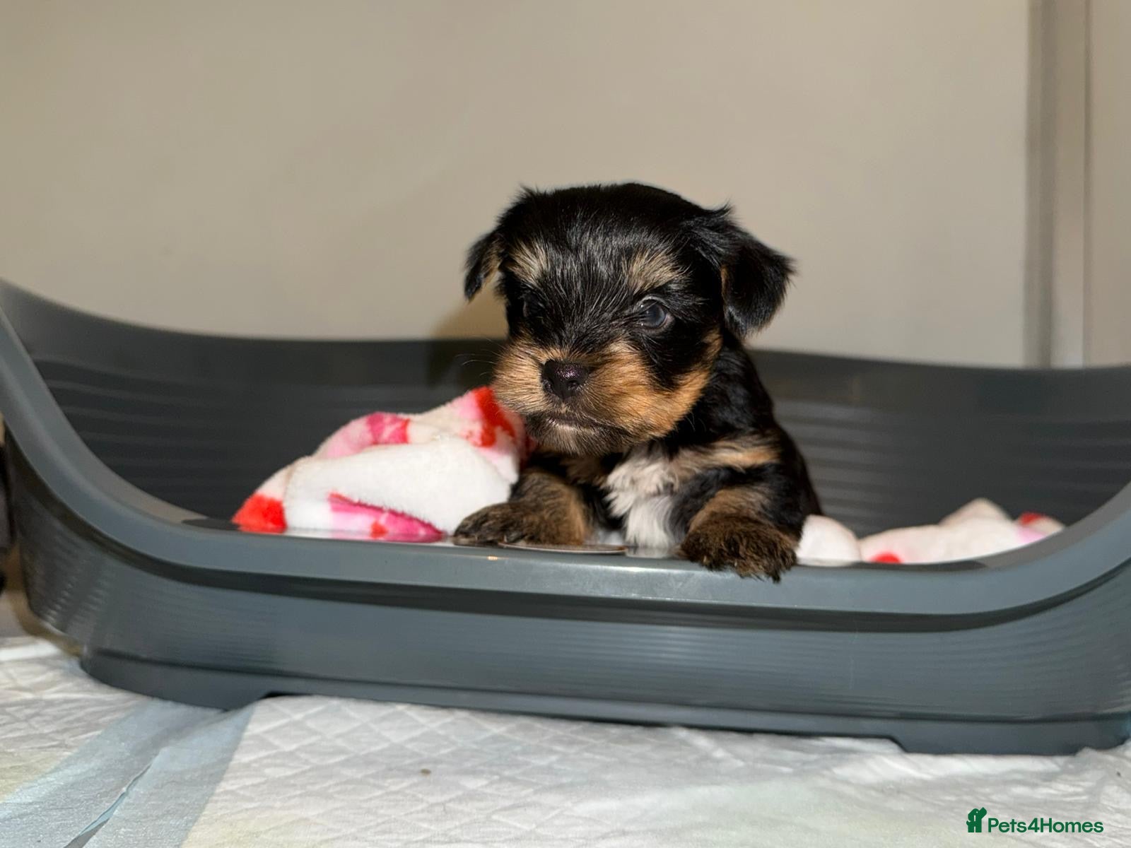 Yorkshire Terrier dogs 🌸 Stunning Yorkshire terrier puppies available 🌸 - Advert 4
