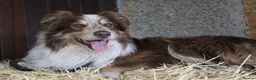 Border Collie dogs for sale: Male Border Collie  - Advert 1