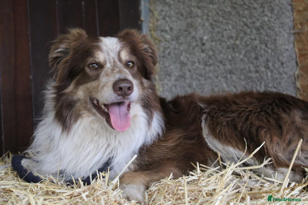 Border Collie dogs for sale: Male Border Collie  - Advert 1