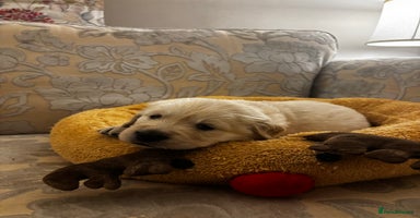 Golden Retriever dogs Beautiful KC Registered Golden Retriever Puppies - Advert 16