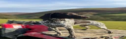 German Shorthaired Pointer dogs for sale: Outstanding versatile German Shorthaired Pointers - Advert 20