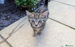 Bengal cats for sale: 2 beautiful Bengal x kittens ready for new home  - Image 12
