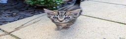 Bengal cats for sale: 2 beautiful Bengal x kittens ready for new home  - Advert 12