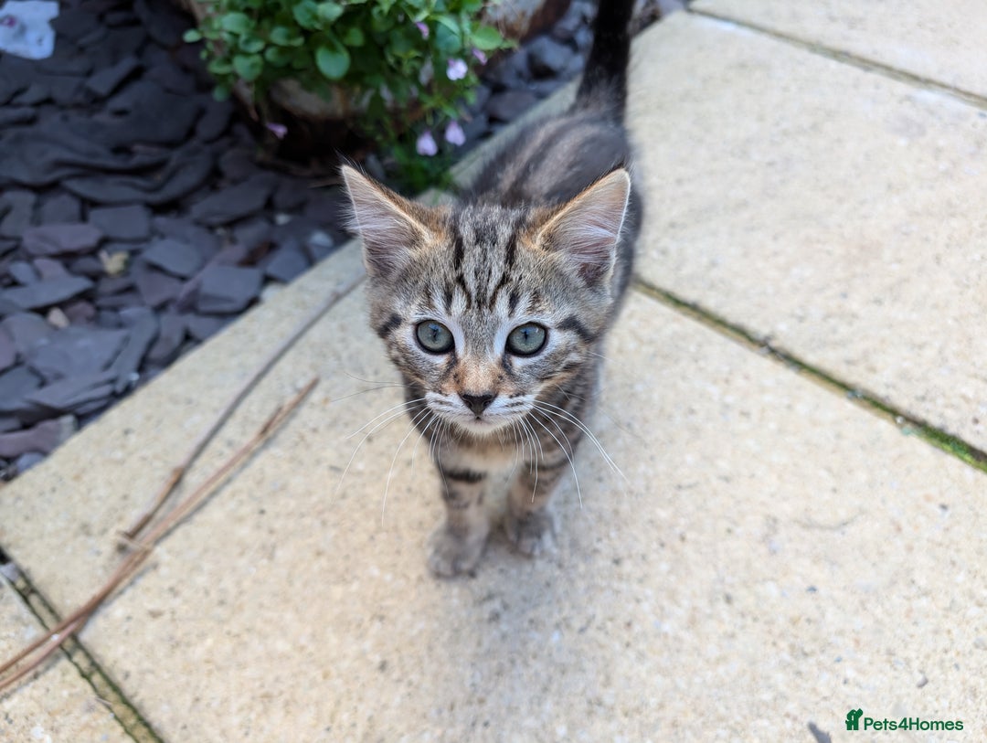 Bengal cats for sale: 2 beautiful Bengal x kittens ready for new home  - Image 12