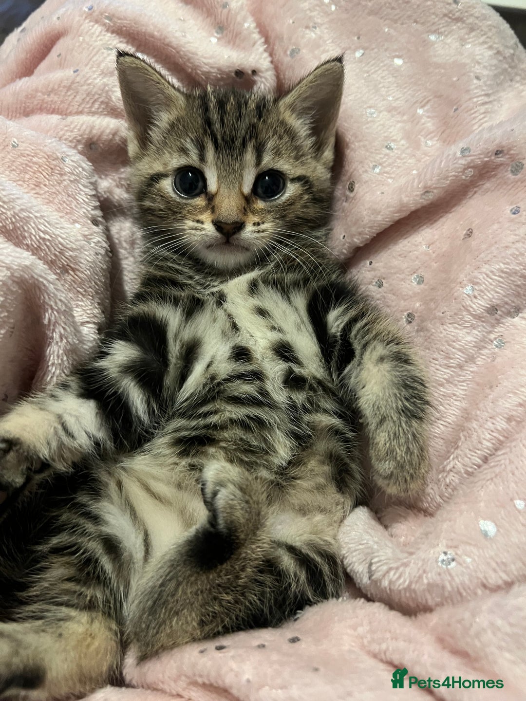 British Shorthair cats for sale: Bengal/Russian Blue/British short hair  - Image 3