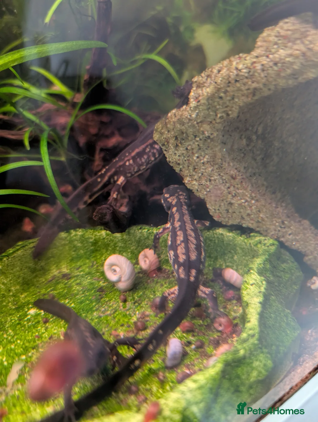 Newt reptiles for sale: Cynops ensicauda popei NEWTS  - Advert 1