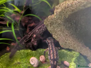 Newt reptiles Cynops ensicauda popei NEWTS - Advert 4