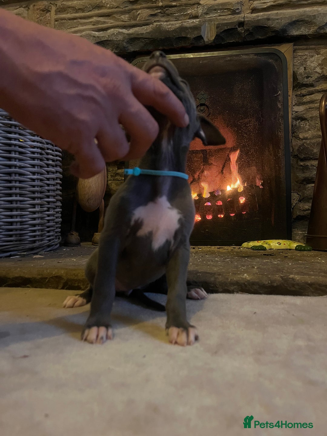 Whippet dogs for sale: Stunning Blue Whippet, white flecks  - Image 10
