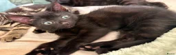 British Shorthair cats for sale: Beautiful Mixed kittens price in description  in Wallingford - Advert 8