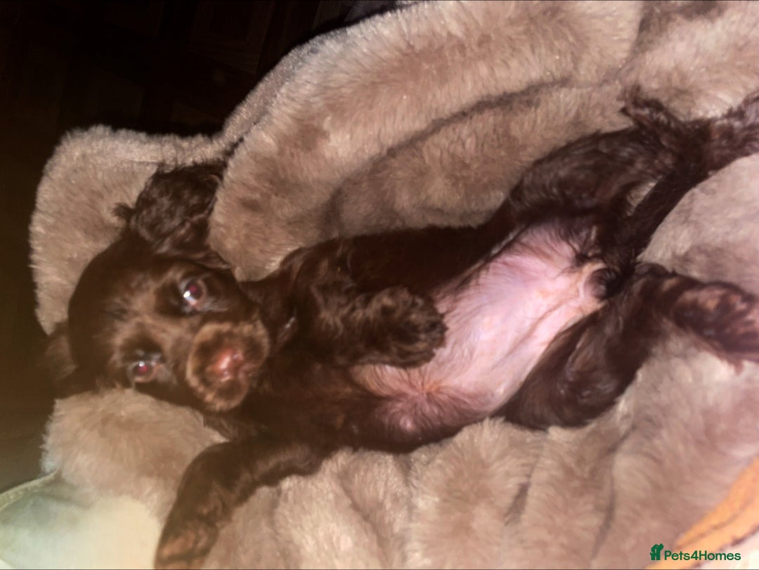 Cocker Spaniel dogs for sale: Cockerspaniel puppys Ready now!!! - Advert 19