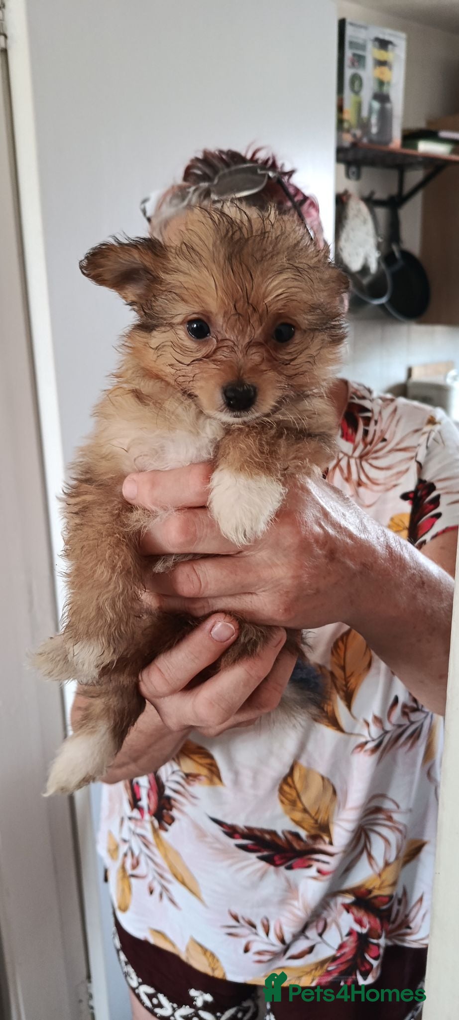 Mixed Breed dogs Chinese Crested Powder Puff x Pomeranian Puppies ✨ - Advert 17