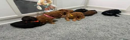 Cavapoochon dogs for sale: Cavapoochon puppies health tested parents  - Advert 8