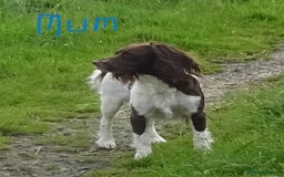 English Springer Spaniel dogs for sale: English Springer Spaniel Puppy 2 - English Springer Spaniel Puppies - Image 26