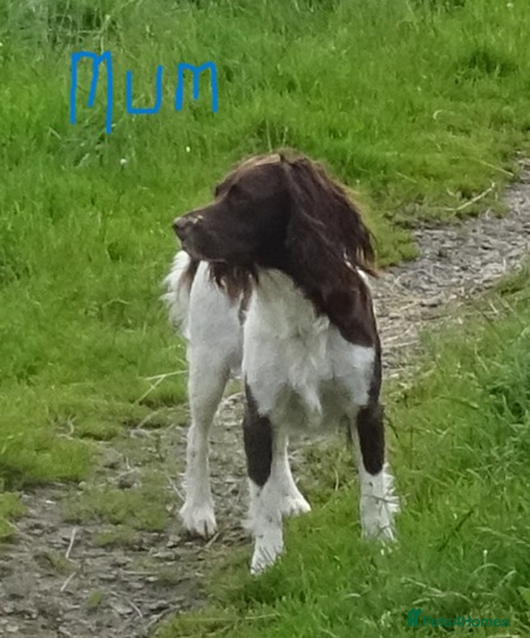 English Springer Spaniel dogs for sale: English Springer Spaniel Puppy 2 - English Springer Spaniel Puppies - Image 26