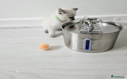 Ragdoll cats for sale: 3 Tica Boys Genetic test Certyficate HCM and PKD  - Image 39