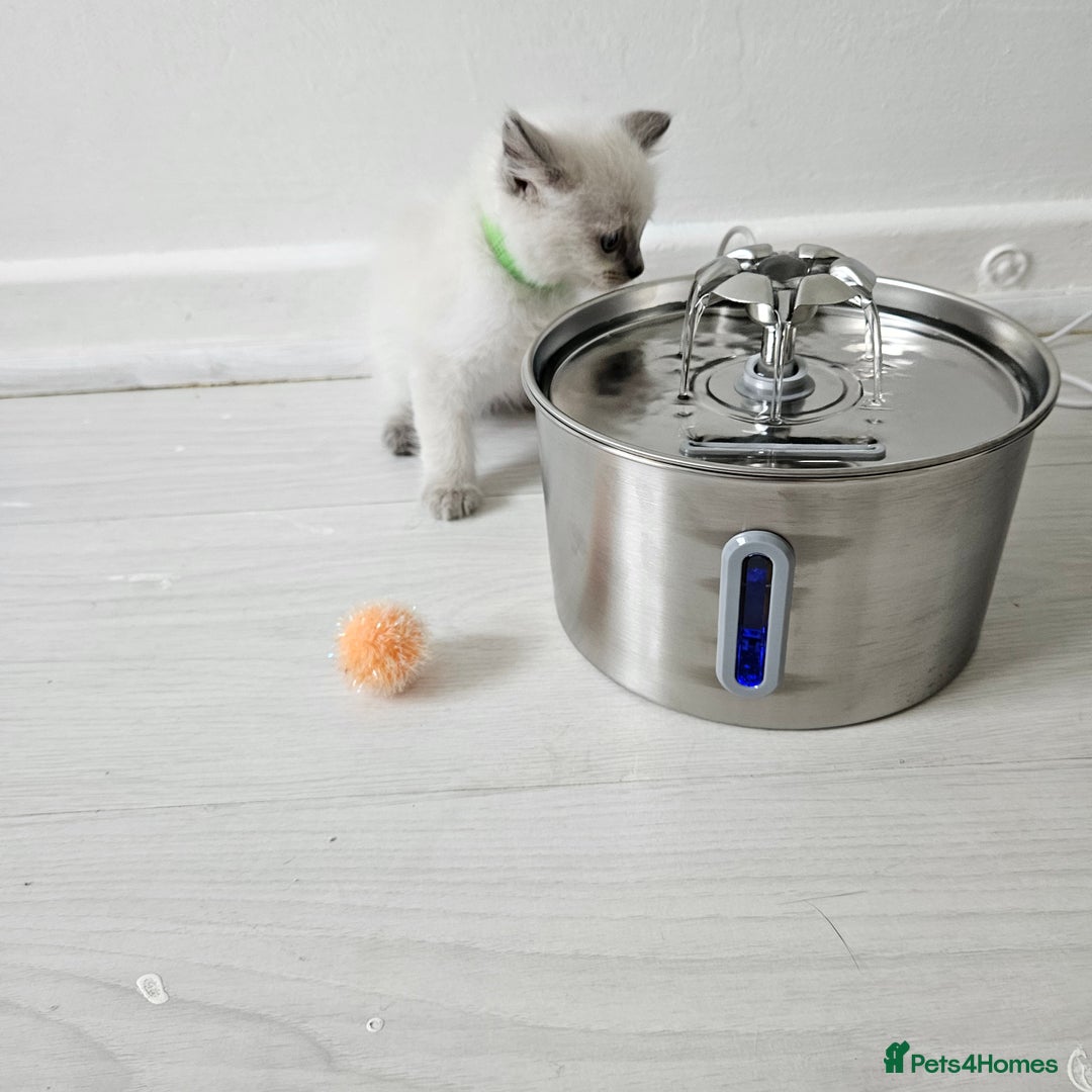 Ragdoll cats for sale: 3 Tica Boys Genetic test Certyficate HCM and PKD  - Image 39