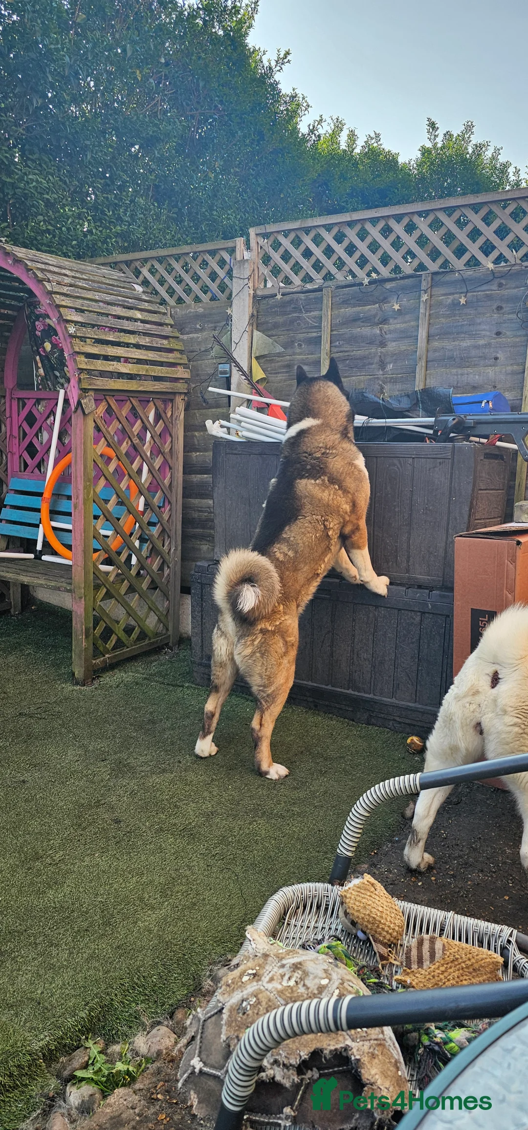 Huskita dogs for sale: Evan Almighty! Handsome Huskita. - Advert 3