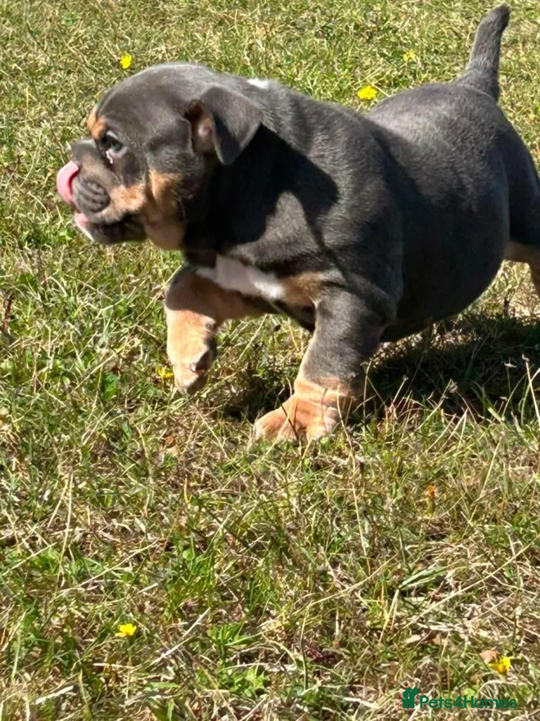 Olde English Bulldogge dogs for sale: Old english bulldog in Hertford - Advert 2
