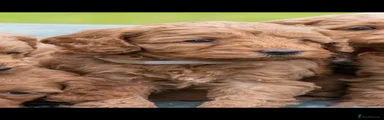 Australian Labradoodle 5