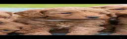 Australian Labradoodle dogs for sale: Australian Labradoodle puppies - Advert 5