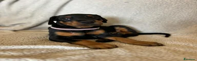 Dobermann Puppy (Black and Tan) - Pink