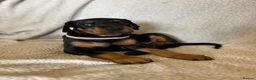 Dobermann dogs for sale: Beautiful Dobermann Pups - Available from 2nd May - Advert 16