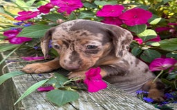 Miniature Dachshund dogs for sale: Exceptional miniature dachshund puppies - Image 2