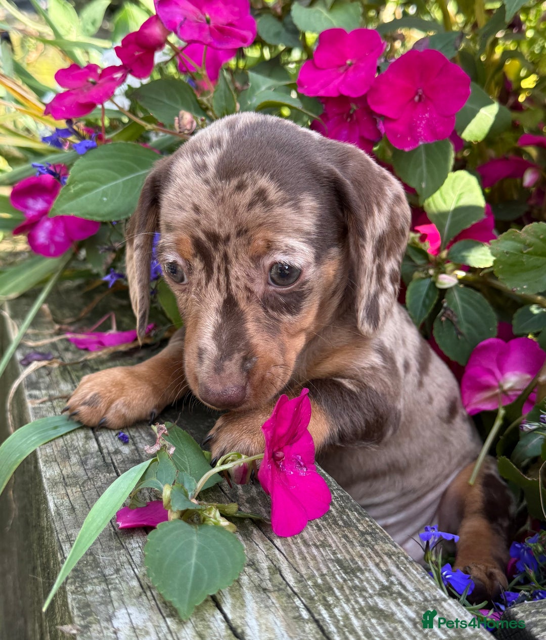 Miniature Dachshund dogs for sale: Exceptional miniature dachshund puppies - Image 2