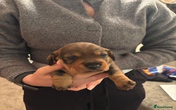 Dachshund dogs for sale: 3 gorgeous Teckel Dachshunds - Image 8